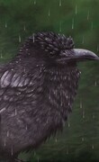 Rainy Day Raven (2015)