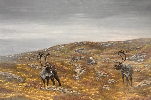 Tundra Caribou